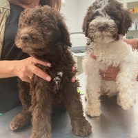 Lagotto romagnolo cane da tartufo