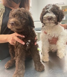 Lagotto romagnolo cane da tartufo barboncini