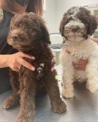 Lagotto romagnolo cane da tartufo barboncini