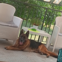 Cuccioli di pastore tedesco