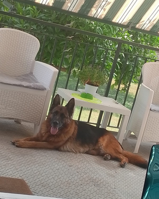 Cuccioli di pastore tedesco
