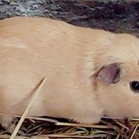 Cavia porcellino d'india