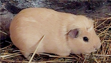 Cavia porcellino d'india