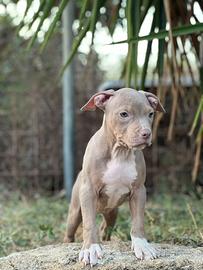 American pitbull terrier
