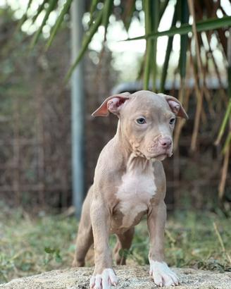 American pitbull terrier