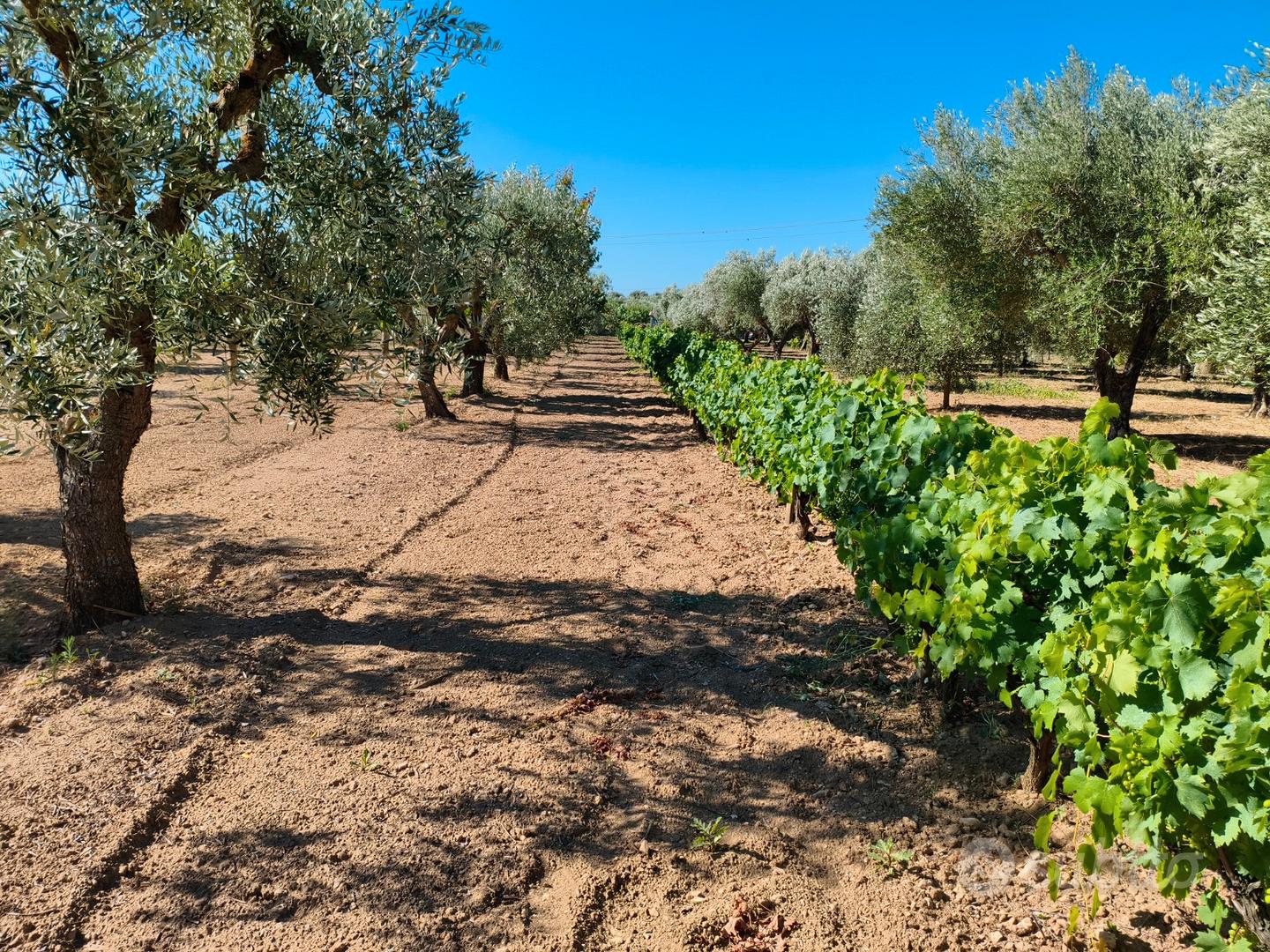 Terreno agricolo - Vista 2