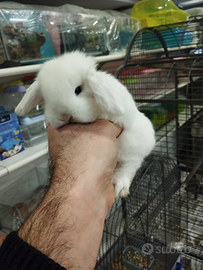 Coniglietti ariete minilop