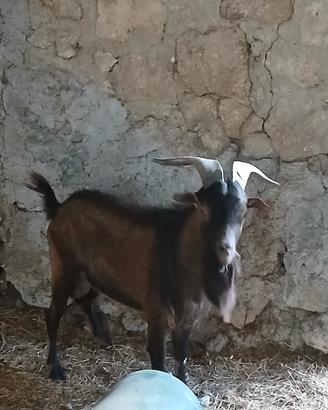 Becco di tre anni