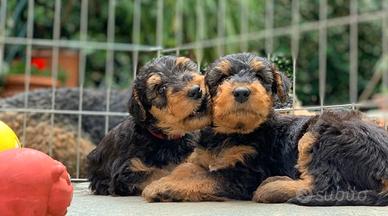 Cuccioli Airedale Terrier