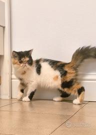 Persiana Exotic