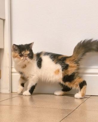 Persiana Exotic