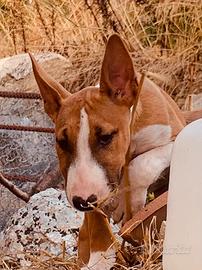 Bull terrier