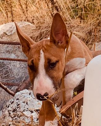 Bull terrier