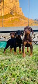 Dobermann