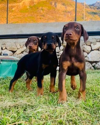Dobermann