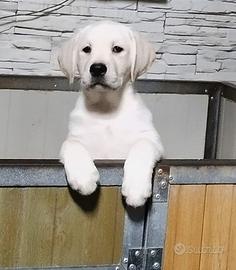 Cuccioli Labrador alta genealogia