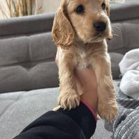 Cucciolo di coker espaniel