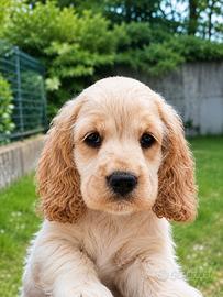 Cuccioli di cocker spaniel