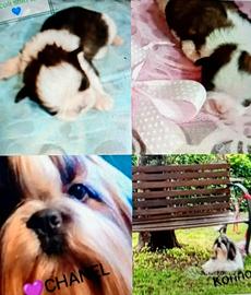 Shih tzu taglia piccola