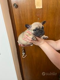 Bulldog francese