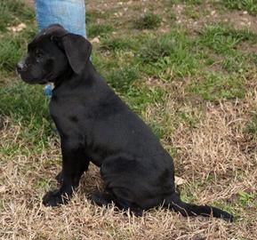 Cane corso cuccioli TOP