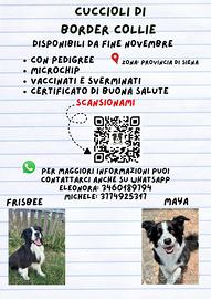 Cuccioli di Border collie- disponibili 1 dicembre