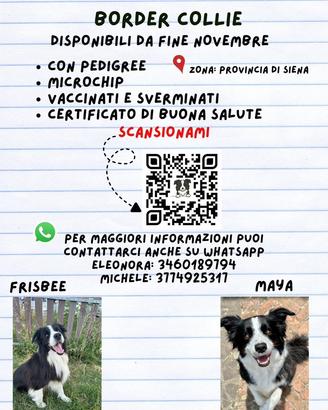 Cuccioli di Border collie- disponibili 1 dicembre