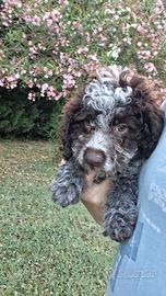 Lagotto romagnolo