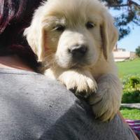 Cucciolo di Golden retriever