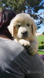 Cucciolo di Golden retriever