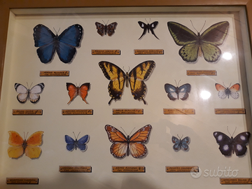 Farfalle in bacheca. Dipinte ipperealismo