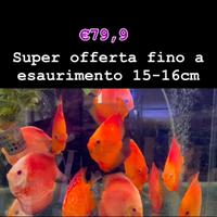 Pesci