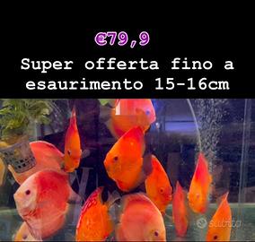 Pesci