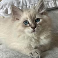 Cuccioli di gattini siberiani ipoallergenici