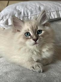 Cuccioli di gattini siberiani ipoallergenici