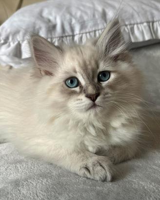 Cuccioli di gattini siberiani ipoallergenici