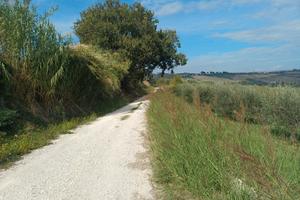 Terreno agricolo  con ulivi a Ponzano di Civitella