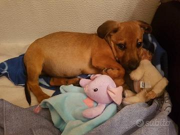 Cuccioli di doxie pin