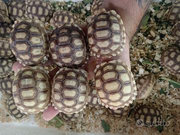 Tartarughe di terra geochelone sulcata
