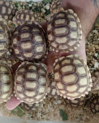 Tartarughe di terra geochelone sulcata