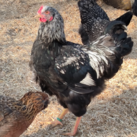 Galli Barnevelder galline ornamentali