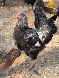 Galli Barnevelder galline ornamentali