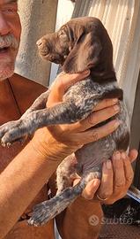 Cuccioli Bracco Tedesco Kurzhaar