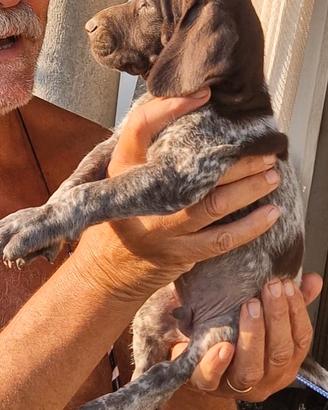 Cuccioli Bracco Tedesco Kurzhaar
