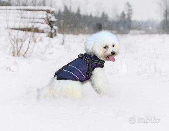 cappotto cane invernale
