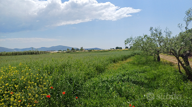 Vendita terreno agricolo