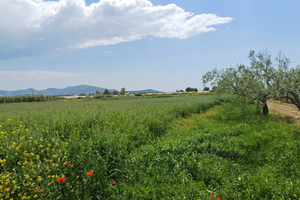 Vendita terreno agricolo