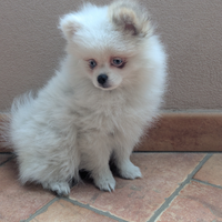 Pomerania con pedigree