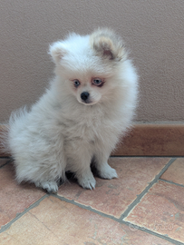 Pomerania con pedigree