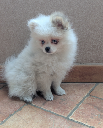 Pomerania con pedigree